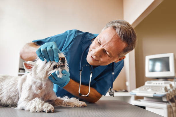 Best Mobile Emergency Dentist in Samsula Spruce Creek, FL
